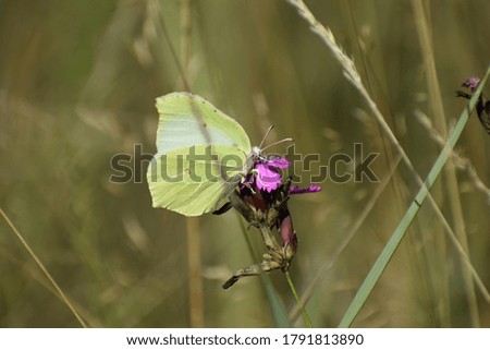 The beautiful view of yellow butterfly on the small pink flower.