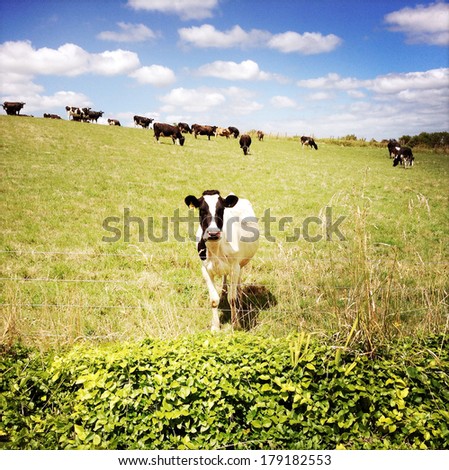 Dairy cows in paddock, New Zealand