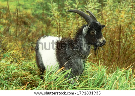 Goat on a farm in the village on a background of green pasture. The animal eats grass in the summer and autumn. Stock photo background