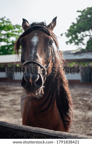 Sequence photo of horse during training
