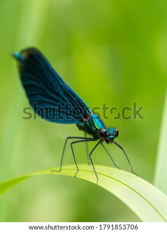 Banded demoiselle (Calopteryx splendens) sitting on a blade of grass. Beautiful blue demoiselle in its habitat. Insect portrait with soft green background. Wildlife scene from nature. Czech republic