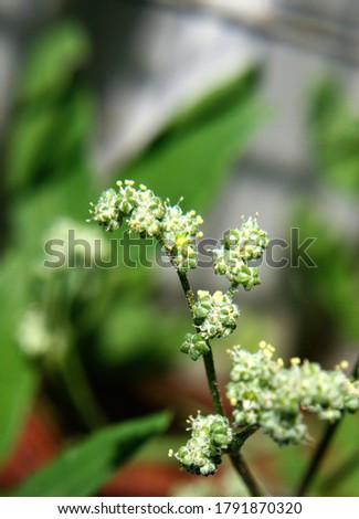 Lamb's quarters or melde or goosefoot or wild spinach or fat-hen or white goosefoot (Chenopodium album) blooming plant close up