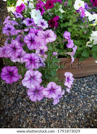 petunia flowers and green leaves grow in wooden boxes in the garden macro clear image 