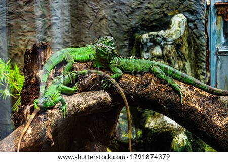 Green iguana. Iguana - also known as Common iguana or American iguana. Lizard families, look toward a bright eyes looking in the same direction as we find something new life. Location in Saigon Zoo. Royalty-Free Stock Photo #1791874379