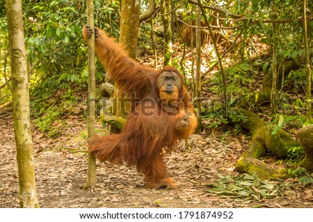 An orangutan in the jungle of Gungung Leuser National Park, Bukit Lawang, North Sumatra, Indonesia Royalty-Free Stock Photo #1791874952