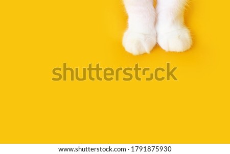 Paws of a white cat on an orange background. Top view, minimalism. Cute picture. Concept of pets, cat grooming. Image for banner, place for text.	
