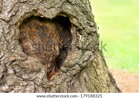 God has naturally formed the shape of a heart in a burl on the bark of a large hardwood tree outside.