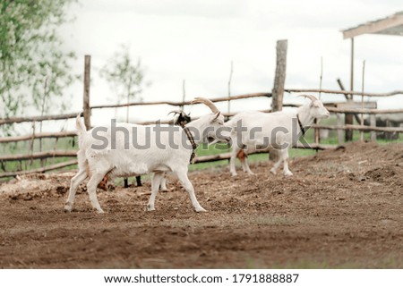 white goats walking in an enclosure at a far