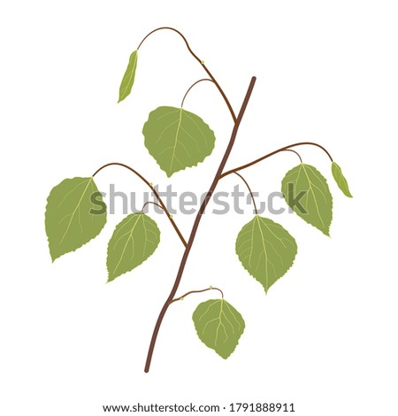 Aspen branch with green leaves isolated on white background. Hand drawn realistic botanical vector illustration. Beautiful summer forest element.  Design element for print, web, mobile applications.