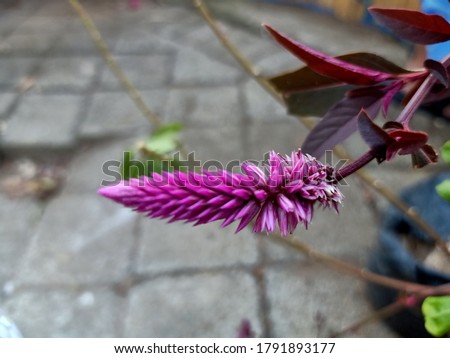 Images of flower celosia cristata