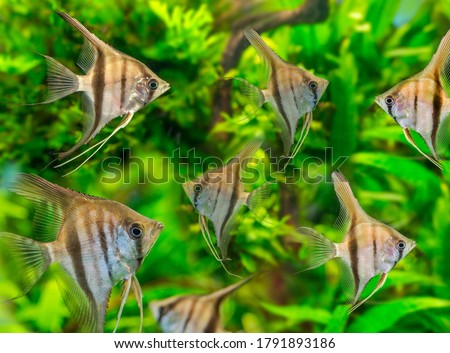 Angelfish Pterophyllum scalare close up