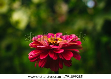 bright pink flower zinnia on the green background in summer day