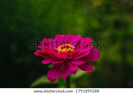 bright pink flower zinnia on the green background in summer day