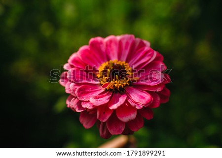  tender pink flower zinnia on the green background in summer day