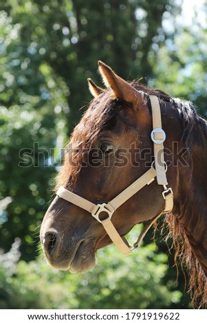 Close-up portrait of a young morgan breed stallion portrait in the paddock on a clear sunny day. Headshot of a beautiful stallion