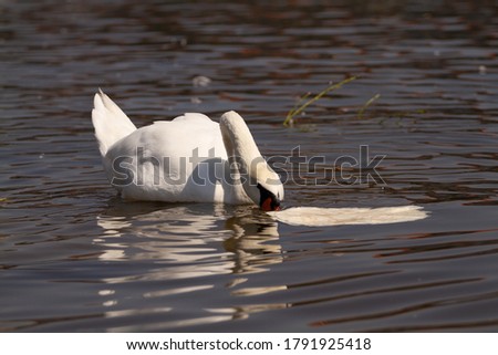 
a lone white swan with white feathers and a long neck and an orange beak on the surface of the Vltava river in the center of Prague in the Czech Republic and other swans in the background