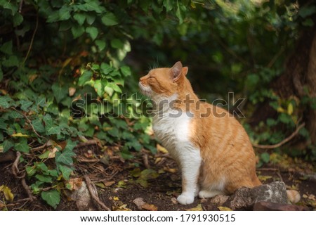 Portrait of a red cat in the autumn forest, blurred background and beautiful bokeh. A pretty red cat with white spots closed her eyes with pleasure.