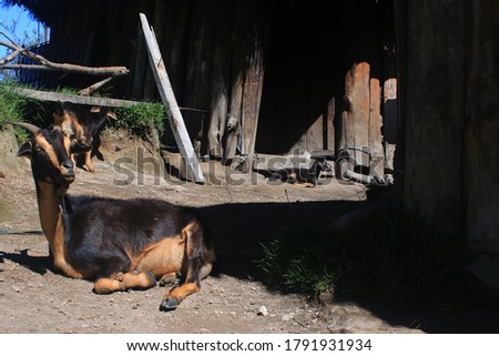 Nlack and brown colored goat that is sunbathing next to his wooden shed with another goat in the background