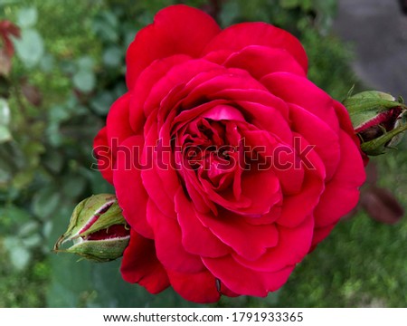 Macro photo nature flower pink rose. Background texture of fluffy blooming flower of crimson rose. Image plant blooming flower bud of pink rose
