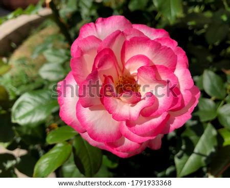 Macro photo nature flower pink rose. Background texture of fluffy blooming flower of crimson rose. Image plant blooming flower bud of pink rose