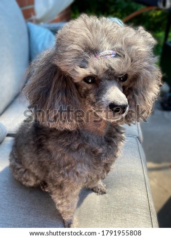 Small grey poodle sitting summer time picture