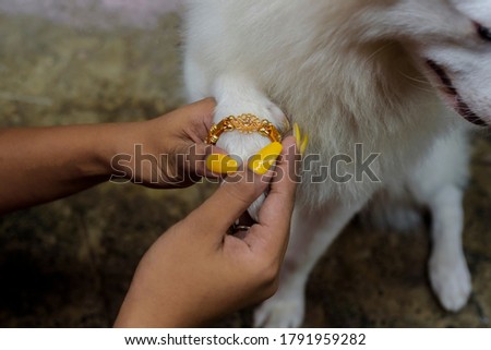 Indian festival: Raksha Bandhan. Tying Rakhi to a white dog