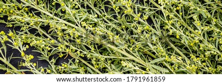 Wormwood green grey leaves and yellow flowers texture. Artemisia absinthium flowering plant on black slate background, closeup macro, banner