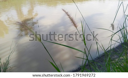 grass grows along the river