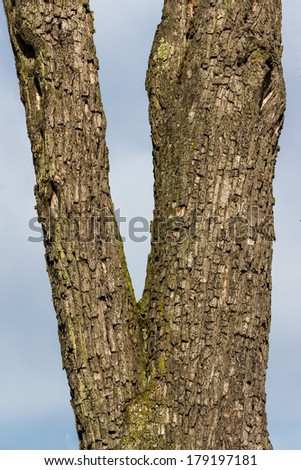 bark on a tree in winter. age, structure, background