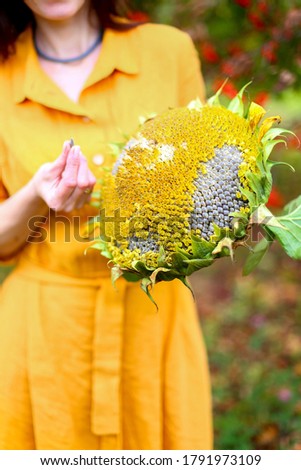 Brunette woman in yellow dress holds in hands ripe homemade sunflower with seeds. Autumn harvest photoshoot in garden. Helianthus closeup. Outdoors park background, trees with rowan, mountain ash.