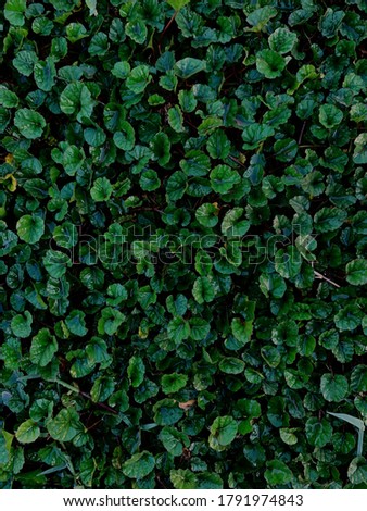 natural green leaves background image