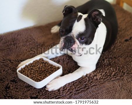 Portrait of cute adorable black and white colored dog with a squished face looking at the dog food. Boston terrier dog with a funny face waiting for the signal to eat his snacks.