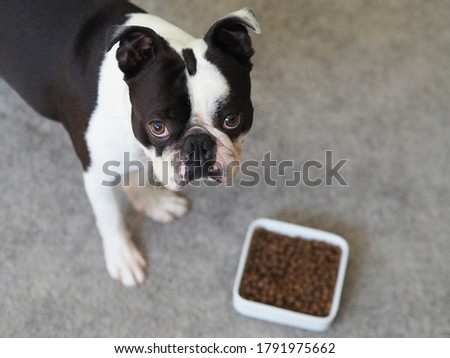 Portrait of cute adorable black and white colored dog with a squished face looking at the dog food. Boston terrier dog with a funny face waiting for the signal to eat his snacks.