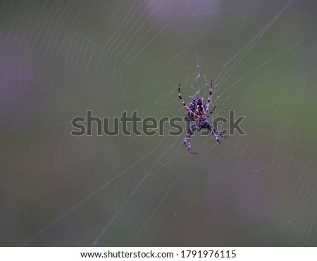Forest spider in the center of the web, close-up, against a blurry forest landscape.