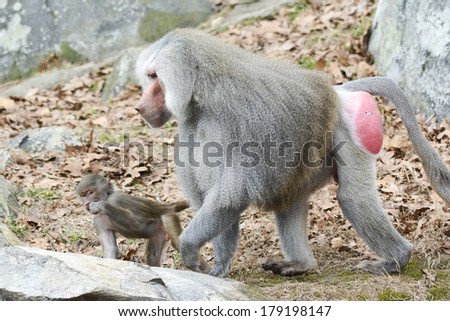 father baboon with son