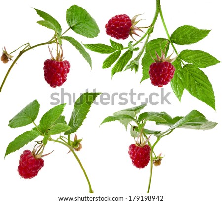 Collection set raspberry close up macro shot isolated on white background 