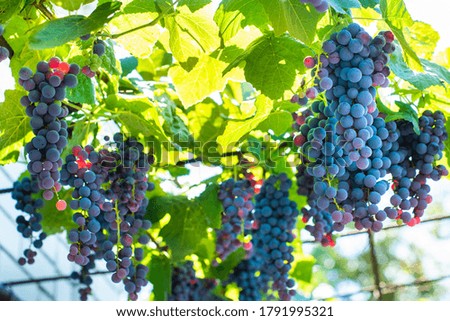 Vineyards at sunset in autumn harvest. Ripe grapes in fall. blue ripen bunches awaiting harvest. rays of the setting sun at sunset