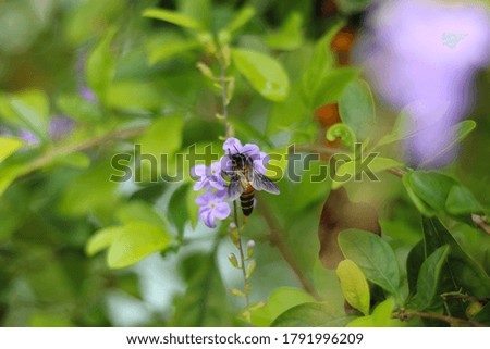 A flora nectar sucking bee in focus