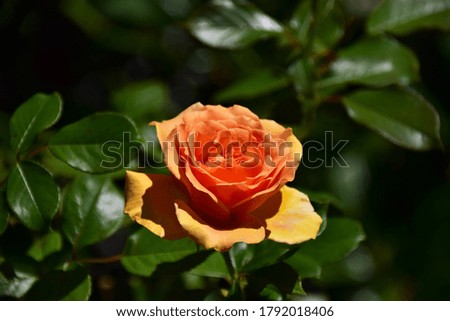 Orange flower rose plant in the garden