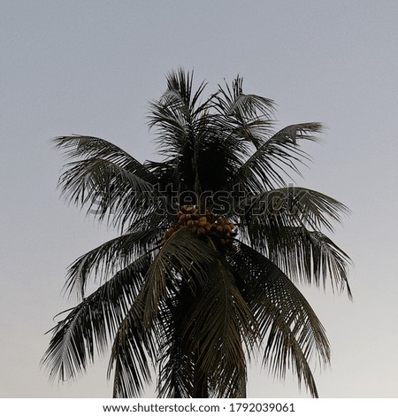 Coconut palm tree foliage under sky. Vintage background. Retro toned poster.