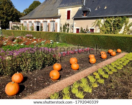 Vegetable garden with orange pumpkins in front of a country house