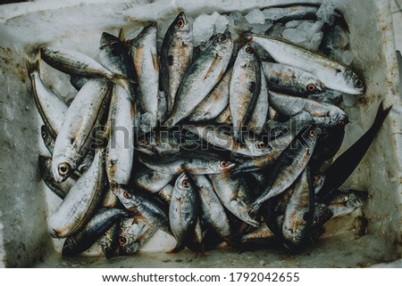 Various fresh sea fishes on ice at market stall. Top view.