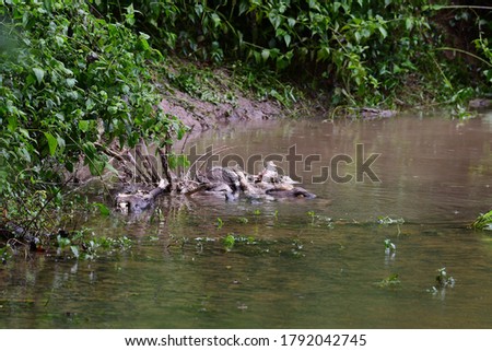 
Wild dogs eat a deer carcass at Khao Yai National Park, Thailand.