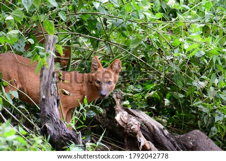 
Wild dogs eat a deer carcass at Khao Yai National Park, Thailand.