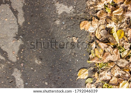 Asphalt texture with yellow leaves. Autumn background.