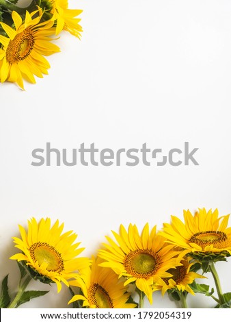 Flat lay of yellow sunflower flowers on white background isolated. Top view. Nature, spring and summer concept