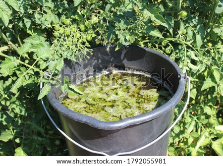 liquid manure from stinging nettles in front of a tomato Royalty-Free Stock Photo #1792055981