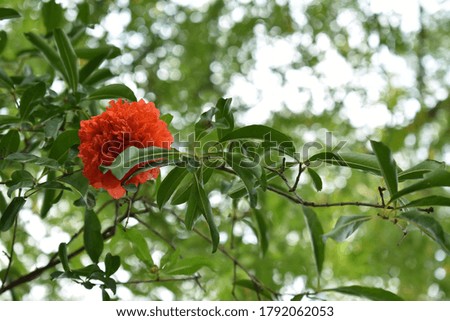 Single red color flower. Green leafs background.