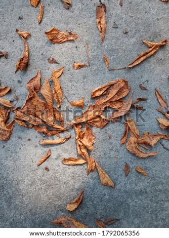 The dry leaves of a chestnut on the pavement
