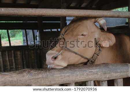 This picture is 'cow' in the an outer barn.
